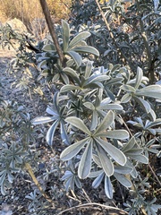 Lupinus albifrons