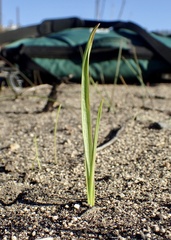 Dipterostemon capitatus