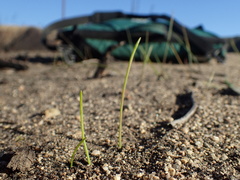 Dipterostemon capitatus