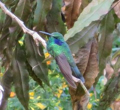 Colibri cyanotus
