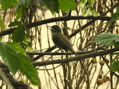 Vireo chivi