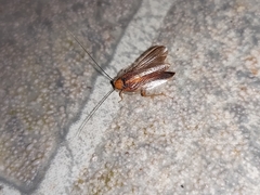 Pseudophyllodromiinae