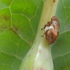 Bathyllus albicinctus