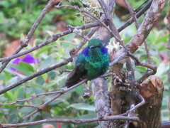 Colibri cyanotus