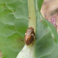 Bathyllus albicinctus