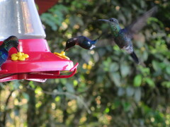 Chaetocercus astreans