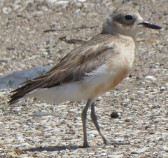 Charadrius obscurus aquilonius