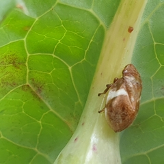 Bathyllus albicinctus