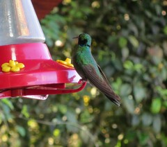 Colibri cyanotus