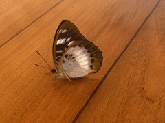 Lexias aeropa