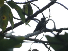 Anthracothorax mango