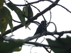 Anthracothorax mango