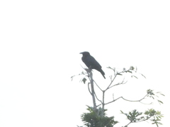 Corvus jamaicensis