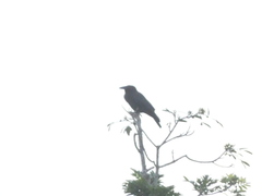 Corvus jamaicensis