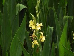 Canna glauca