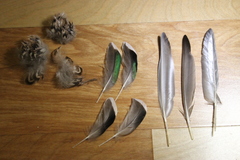 Anas crecca carolinensis