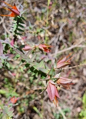 Darwinia citriodora