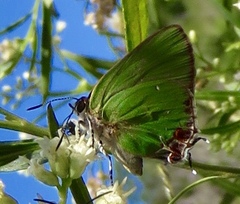 Cyanophrys miserabilis