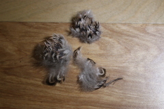 Anas crecca carolinensis