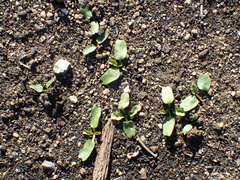 Calystegia macrostegia