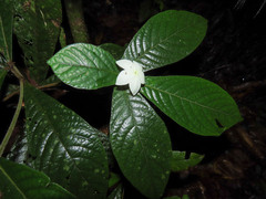 Atractocarpus hirtus