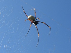 Nephila tetragnathoides