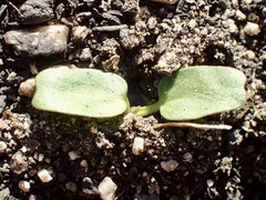 Calystegia macrostegia