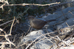 Toxostoma crissale