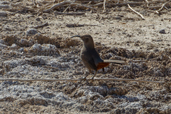 Toxostoma crissale