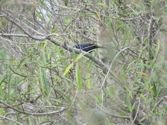 Cyanoloxia brissonii