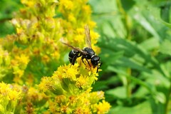 Euodynerus leucomelas