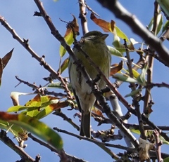 Serinus canaria canaria