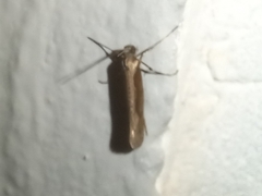 Eriocottis paradoxella