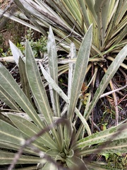 Espeletia