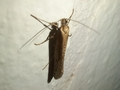 Eriocottis paradoxella