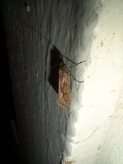 Eriocottis paradoxella