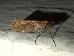 Eriocottis paradoxella