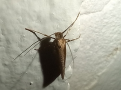 Eriocottis paradoxella