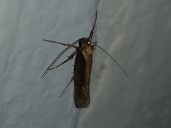 Eriocottis paradoxella