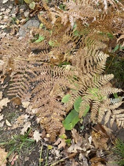 Pteridium aquilinum latiusculum
