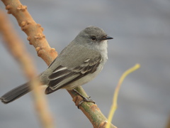 Serpophaga nigricans