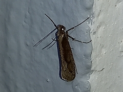 Eriocottis paradoxella