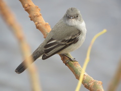 Serpophaga nigricans