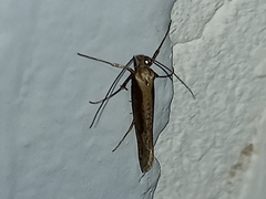 Eriocottis paradoxella