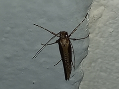 Eriocottis paradoxella