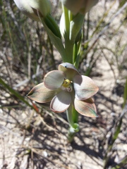 Thelymitra epipactoides