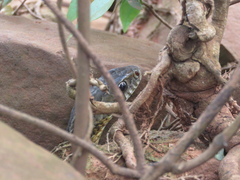 Palusophis bifossatus