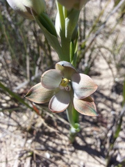 Thelymitra epipactoides