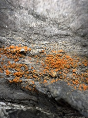 Polycauliona luteominia