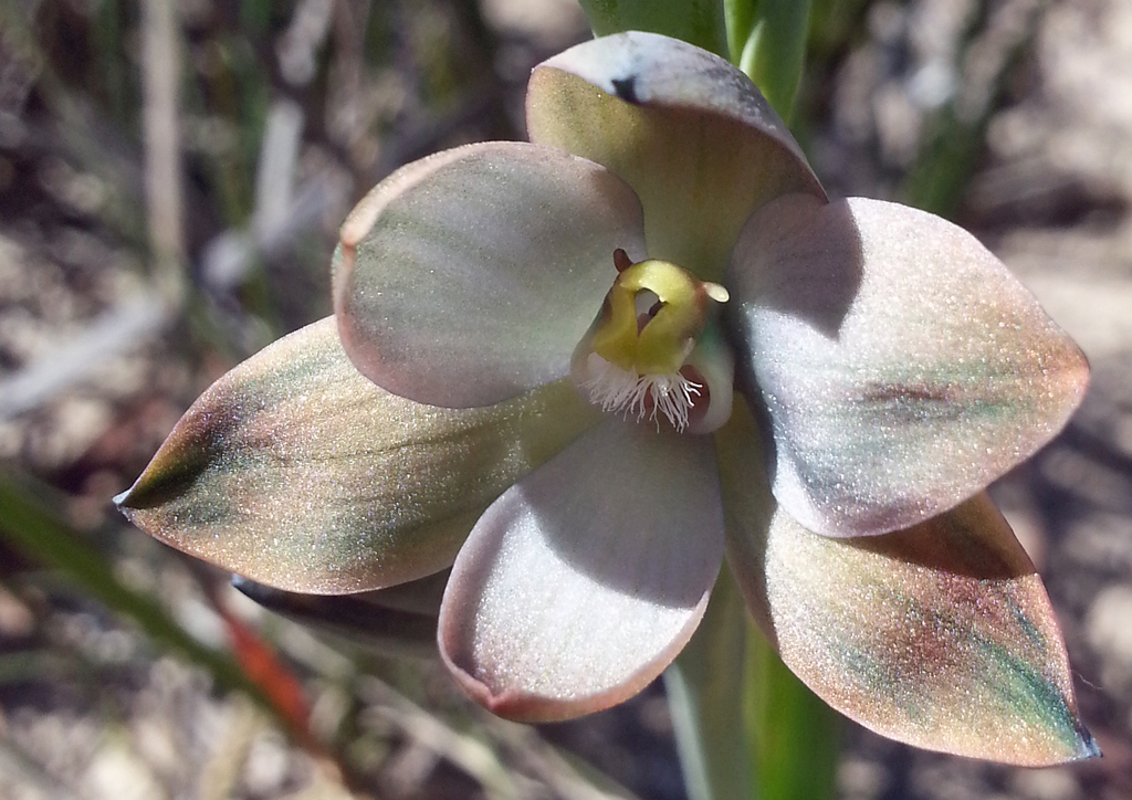 Thelymitra epipactoides